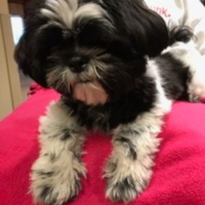 Meet your Posher, Samantha